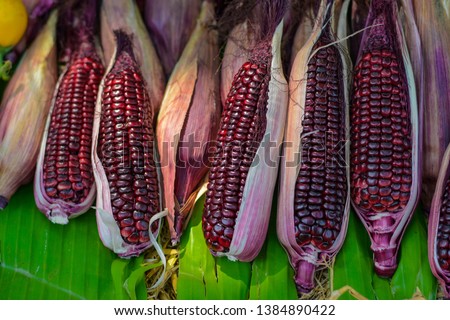 Purple corn pods, another indigenous species that is being preferred by the modern consumer market.
