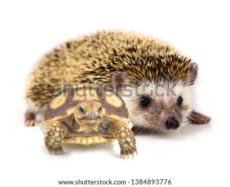 Hedgehog  and turtle  isolate on white background