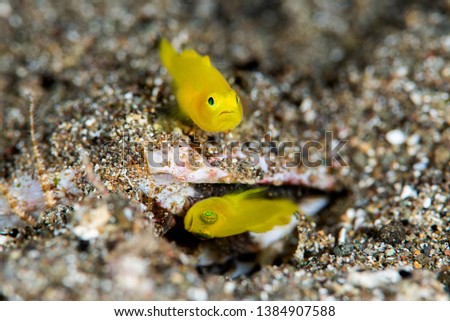 Family of lemon goby use shell on the seafloor to laid their eggs at anilao, phillippines