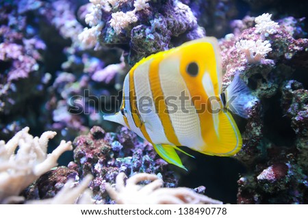 Tropical fish Butterflyfish and coral