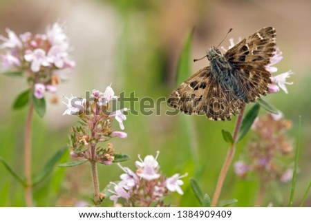 Beautiful mallow skipper butterfly on flower of wild thyme (Thymus). Herbs and butterflies of Macedonia, Northern Greece.