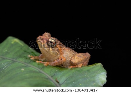 Macro detail image of beautiful frog on leaves for background use.