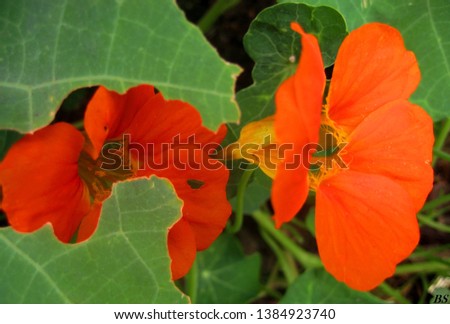 macro photo with decorative background of beautiful orange flowers of herbaceous plant nasturtium for landscaping and garden landscape design as a source for prints, posters, decor, Wallpaper