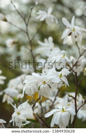 white flowering tree of Magnolia