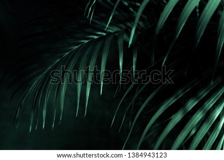 Tropical palm leaves, dark green background. Abstract green tropical foliage background