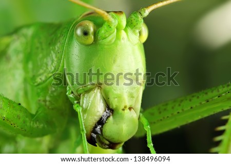 Grasshopper macro with big eyes