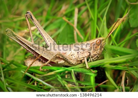 Grasshopper ready to leap
