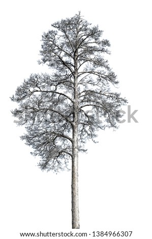 Dead alone dry death pine tree isolated on white background. Ecology concept