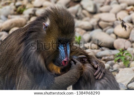 Mandrillus sphinx breastfeeding her offspring