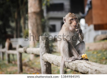 Monkey freedom in relaxing and eating time portrait with outdoor sun lighting.