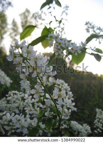 macro photo with decorative background texture of beautiful delicate white flowers on the branches of the tree cherry as a source for prints, posters, decor, advertising, interiors