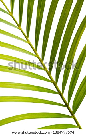 Close up of leaf stem of Palm with a white background
