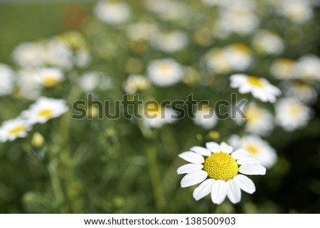 forefront of a field of daisies on a sunny day