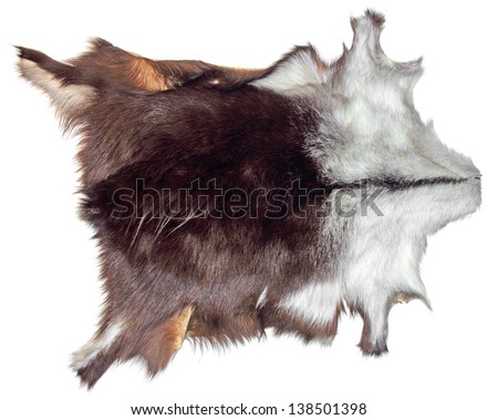 Prepared skin, Shammy with fur serves as a decoration on the white wall  Royalty-Free Stock Photo #138501398