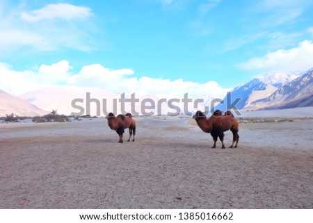 A group of a camel walking on a sand dune in Hunder, Hunder is a village in the Leh district of Jammu and Kashmir, India. Royalty-Free Stock Photo #1385016662