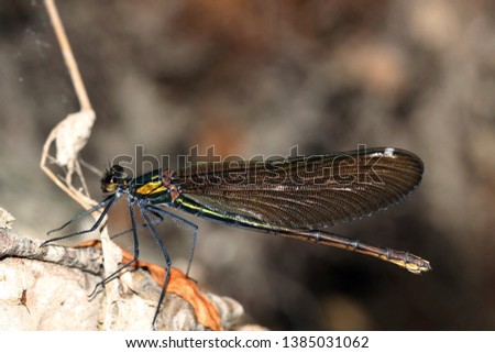 Close-Up Of Dragonfly On A Branch,Calopteryx virgo female