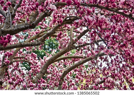 Magnolia tree in early spring.
