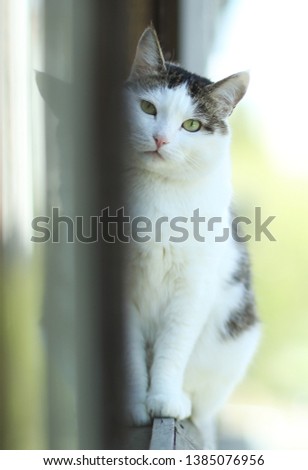 tom country male cat enjoy first spring sun ray close up photo on open balcony window