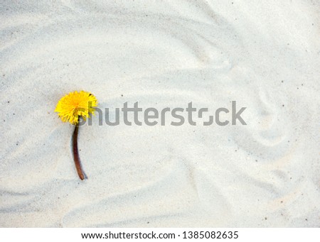 Lonely dandelion lying on the white sand of the beach