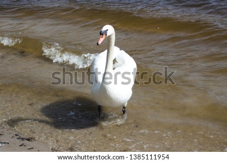 beautiful swan walking in the blue lake