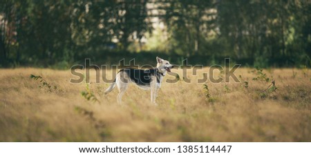 Portrait of husky dog standing in a filed looking aside. Yellow, green, grass and background . Copy space