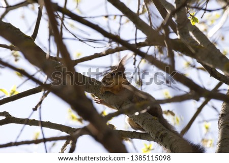 Squirrel on a branch in the forest.