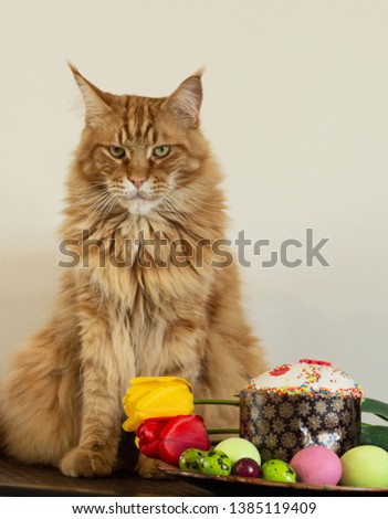 Easter still life with with flowers and red mainecoon cat