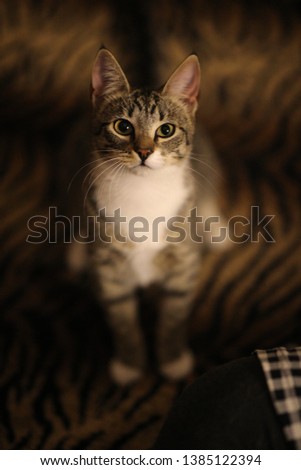 Striped kitten sits on the bed in the room. Grey cat with beautiful patterns. The cat is staring at you. Tiger blanket