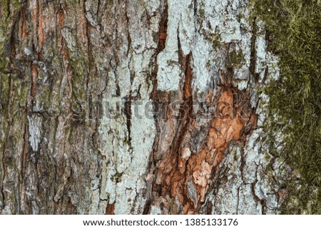 Tree bark texture . Nature background . Natural colors Photo