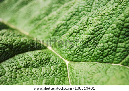 Close-up shot of a big green leaf. Selective focus.