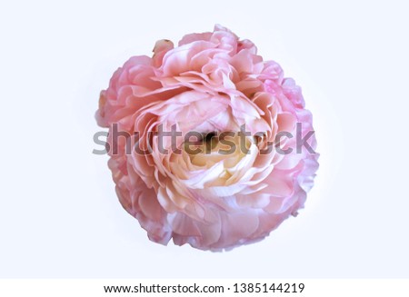 Delicate pink Ranunculus flower isolated on white background.