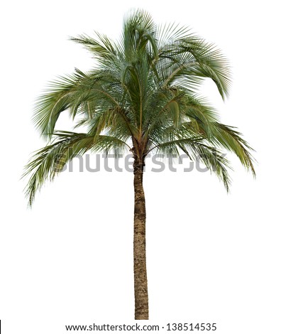 Coconut palm tree isolated on white background without fruit