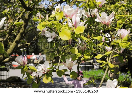 Beautiful View of Open Magnolia Flowers Bloom in Sunny Spring Park. Happy Time. 