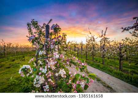 An apple orchard in northern Germany