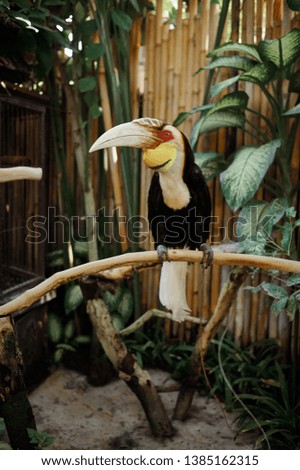 colour tropical bird with big beak is sitting on the branch in the jungle