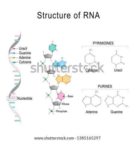 RIBONUCLEIC-ACID Stock Vector Images - Avopix.com