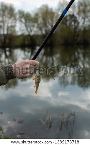 A good catch, a perch on a fishing rod hook