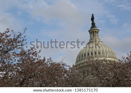 UNITED STATES CAPITOL, WASHINGTON, D.C. During Cherry Blossom Festival