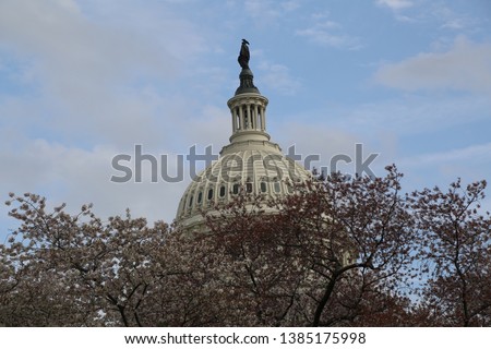 UNITED STATES CAPITOL, WASHINGTON, D.C. During Cherry Blossom Festival