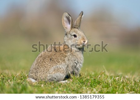 rabbit hare while looking at you on grass background