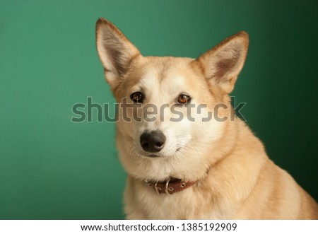 Layka husky dog. Detailed portrait on a blau background, cute dog brown-white.