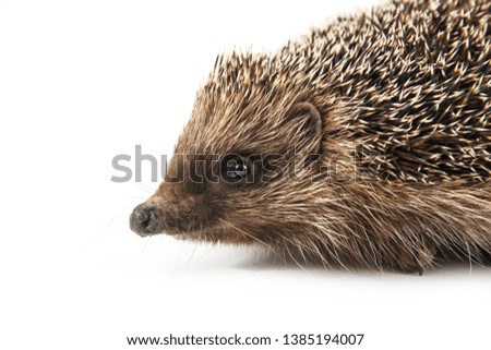 hedgehog isolated on white background. animals close up