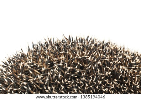 hedgehog coils isolated on white background. animals close up.