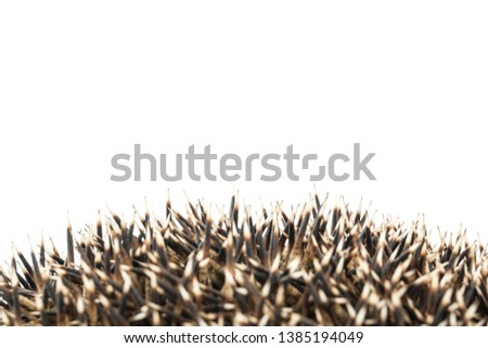 hedgehog coils isolated on white background. animals close up.
