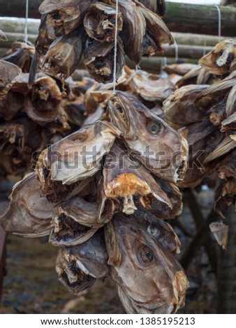 Cod fish hanfing on the rack for drying