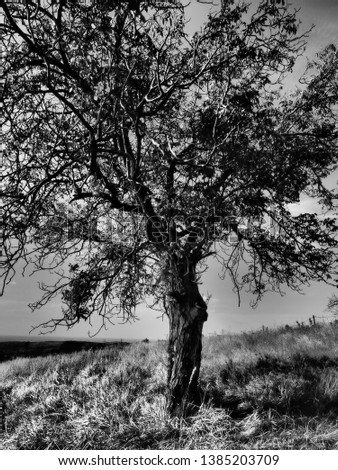 Detail of a tree on a hill in Black & White. Dramatic tone filter applied.