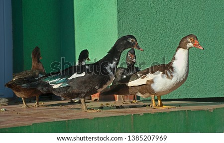 Flock of ducks standing at house entrance in front of a green wall