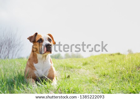 Cute dog at a field in the spring. Portrait of a staffordshire terrier lying on a lovely green grass