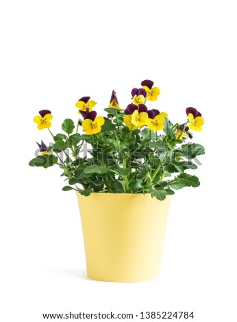 Heartsease flower in yellow vase isolated on white background
