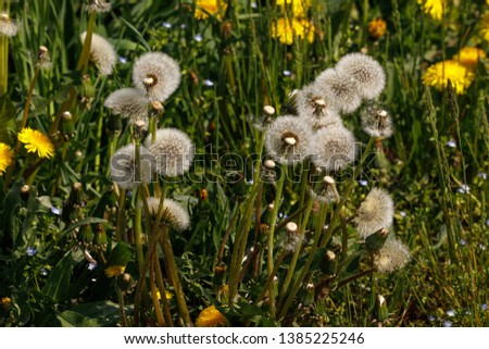 Beautiful glade of blue ripe dandelion flowers in the grass